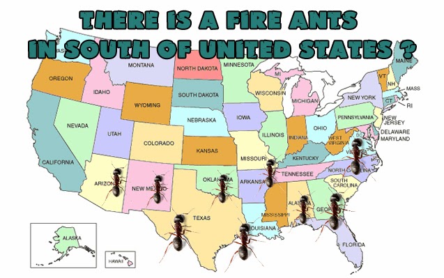 How do you treat a fire ant bite?